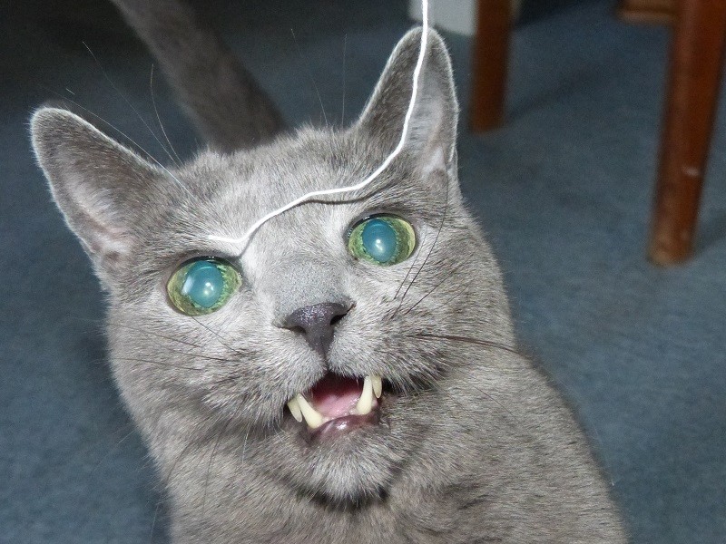 Kobe cat attacking string