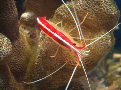 Bangkok aquarium shrimp