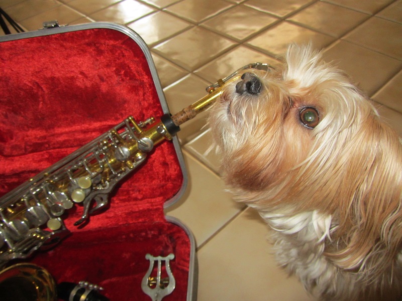 dog blowing a sax