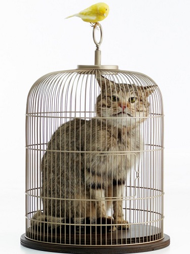 Cat in a canary cage