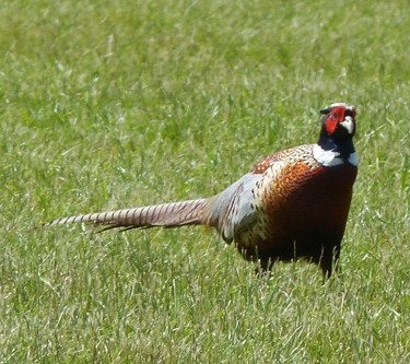 mosaic collection image