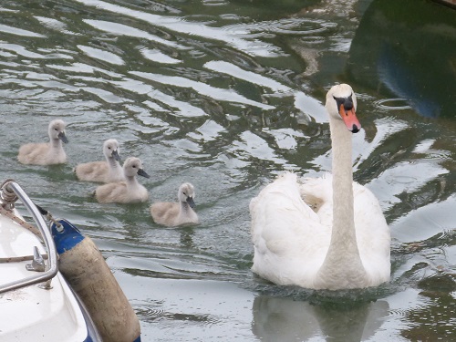 mosaic collection image