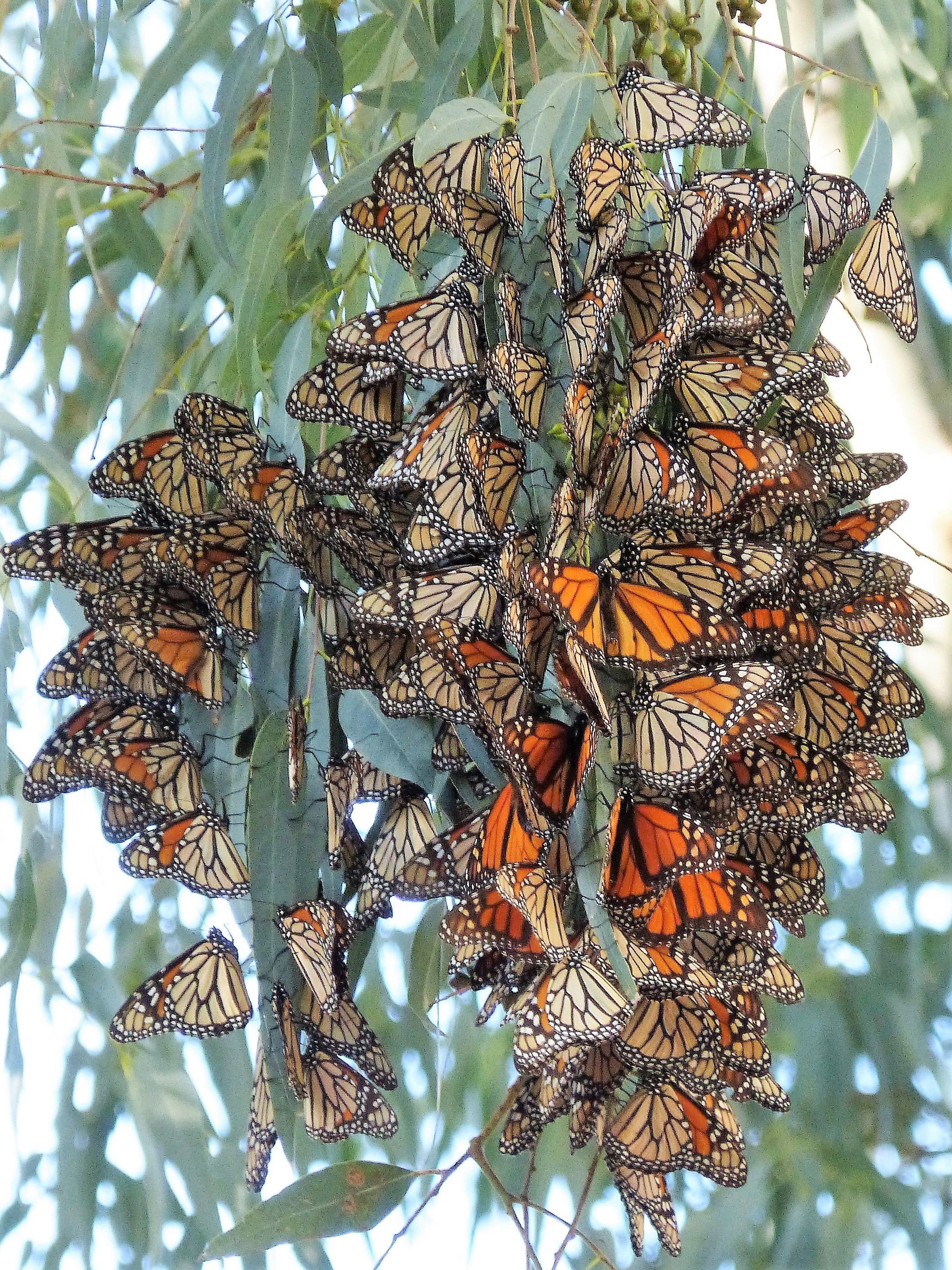 mosaic collection image