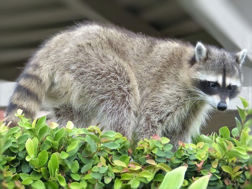 mosaic collection image