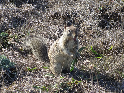 mosaic collection image