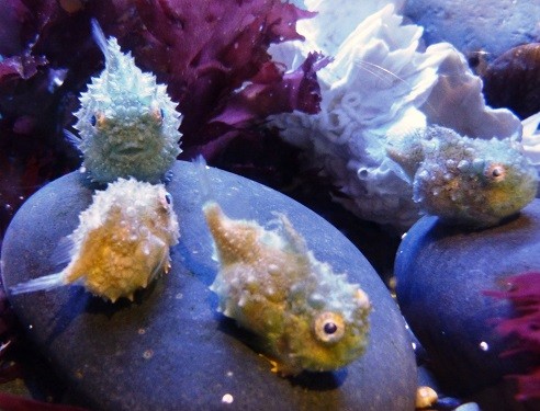 mosaic collection image