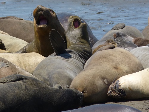 mosaic collection image