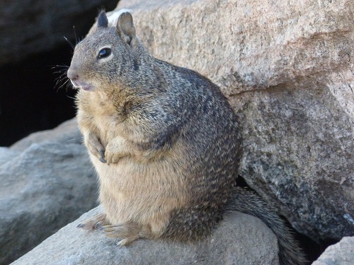 mosaic collection image