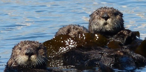 mosaic collection image