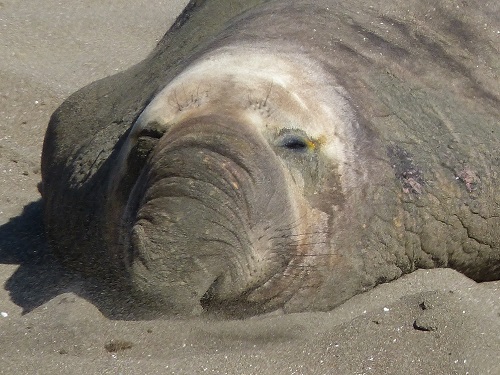 mosaic collection image