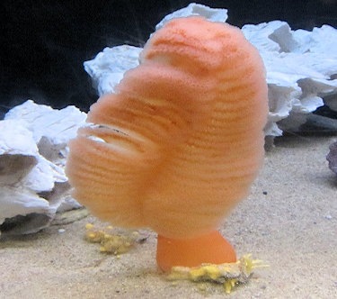 mosaic collection image