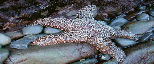 mosaic collection image