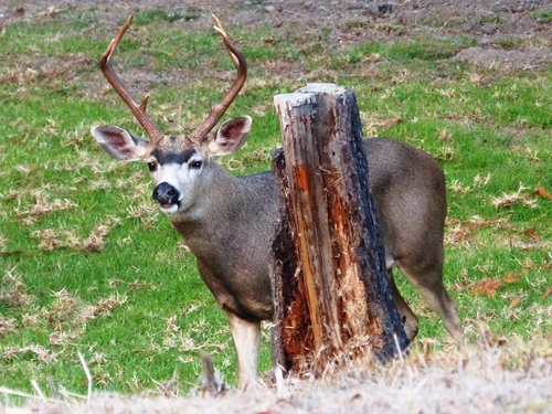 mosaic collection image