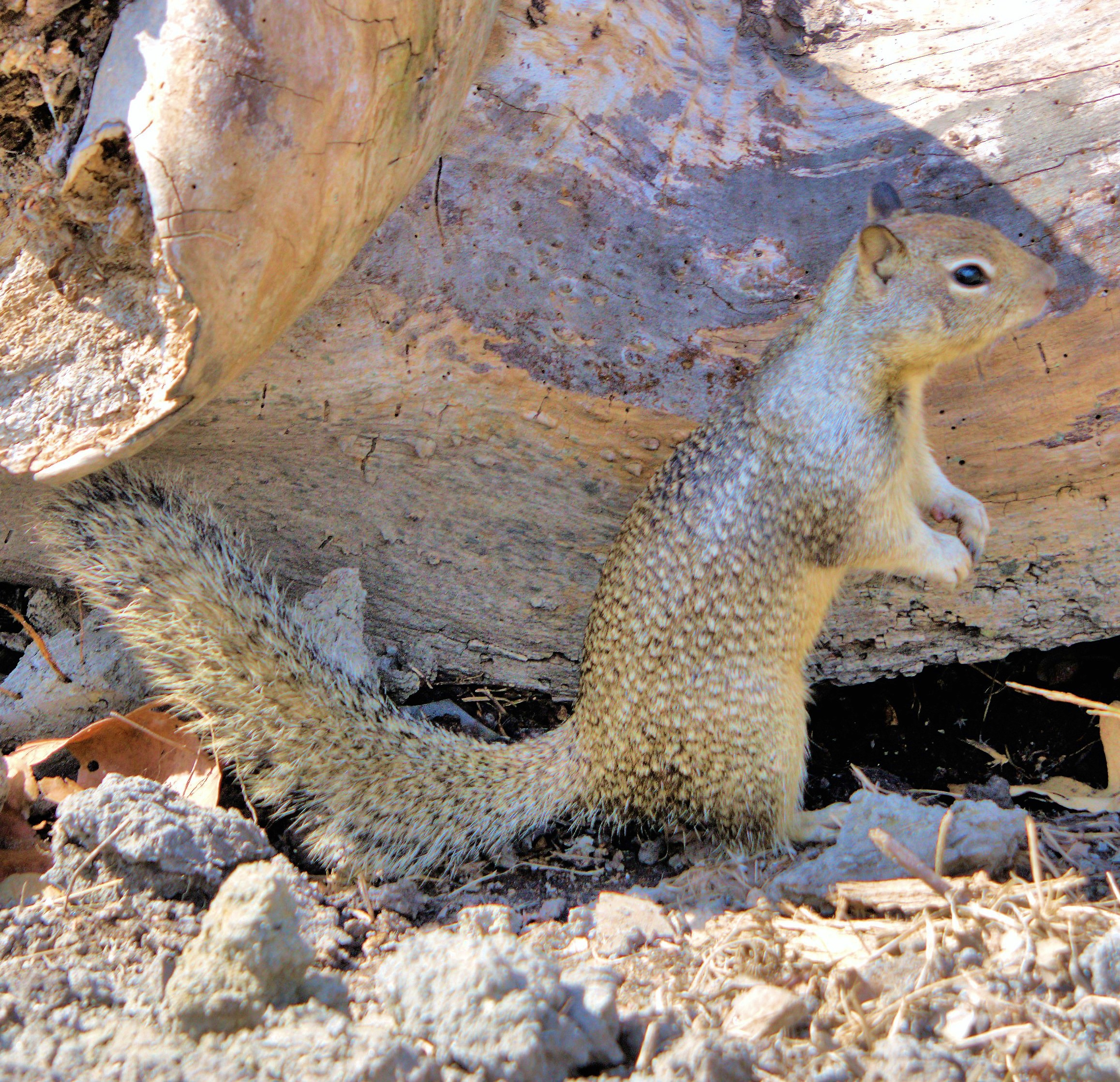 mosaic collection image