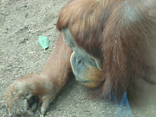 mosaic collection image