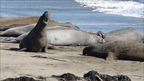 mosaic collection image