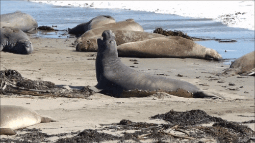 mosaic collection image