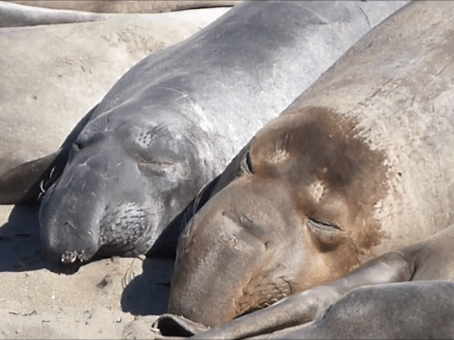 mosaic collection image