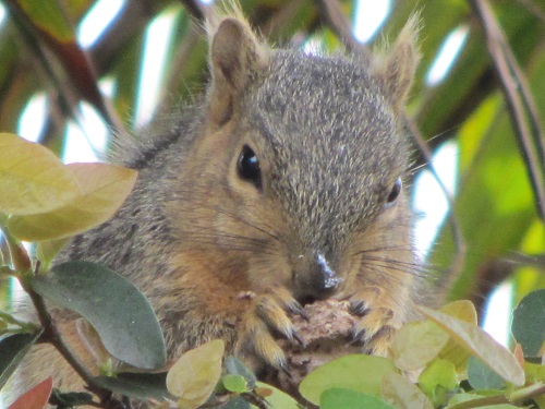 mosaic collection image