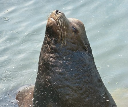 mosaic collection image