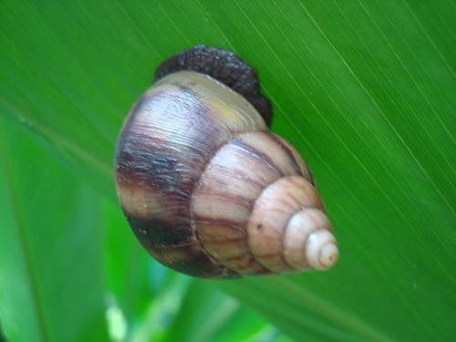 mosaic collection image