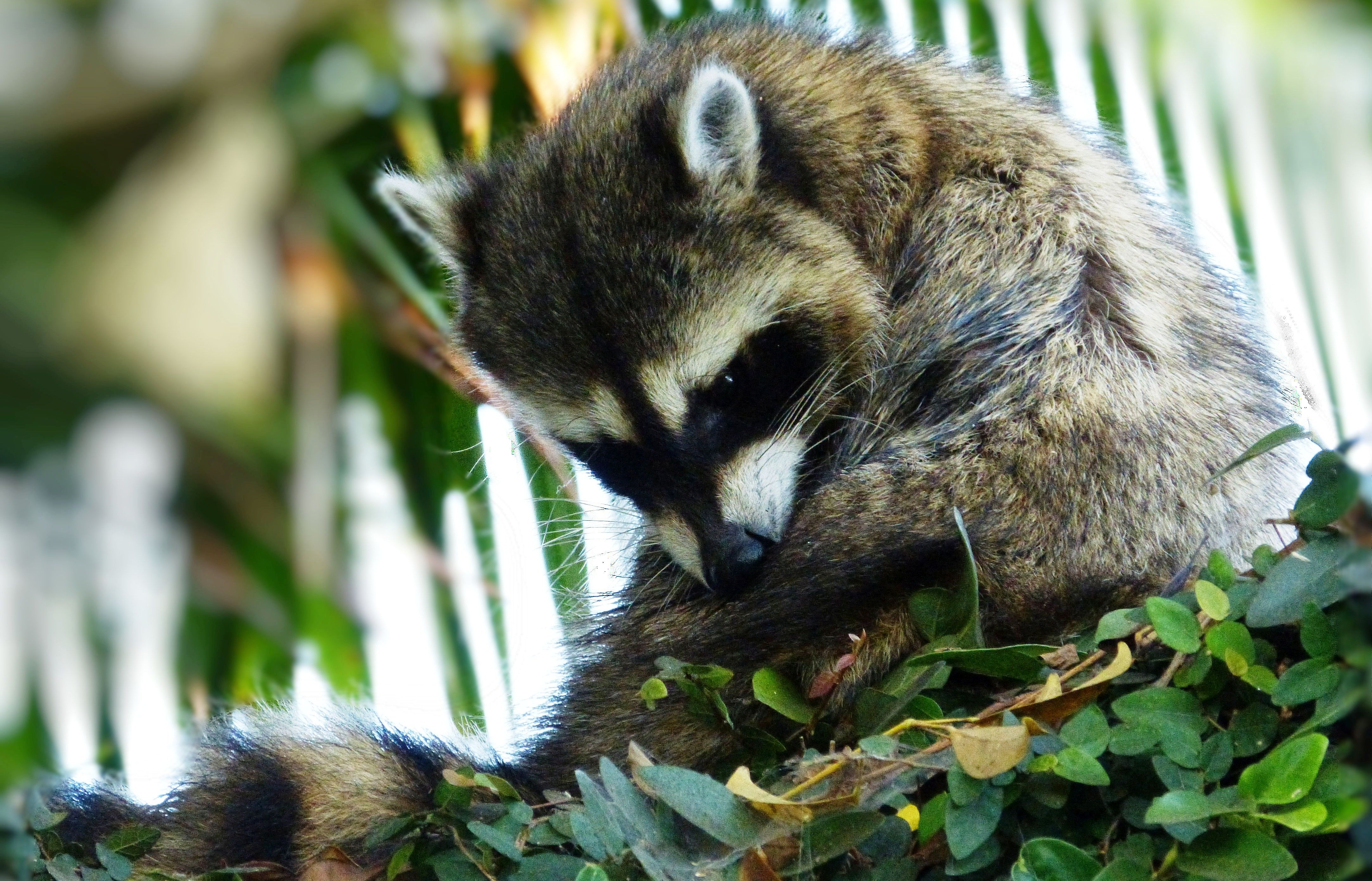 mosaic collection image