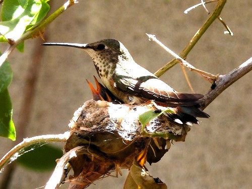 mosaic collection image