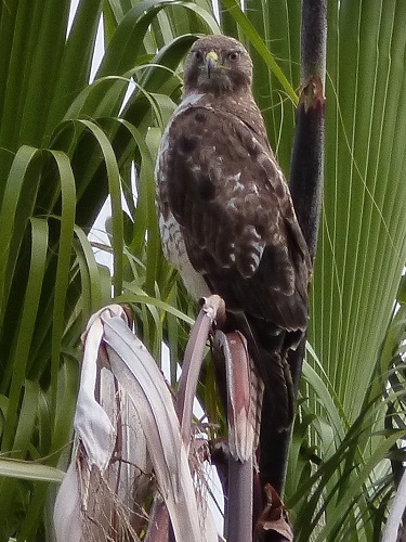 mosaic collection image