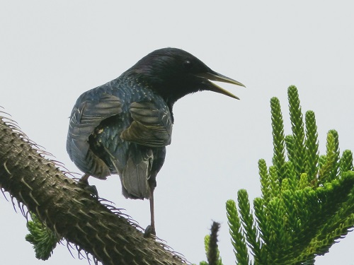 mosaic collection image