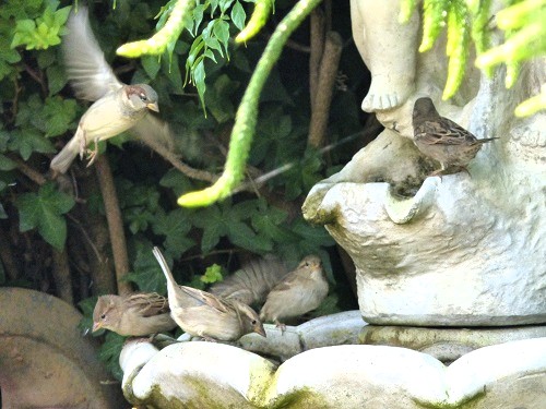 mosaic collection image