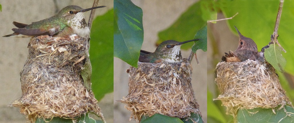 mosaic collection image