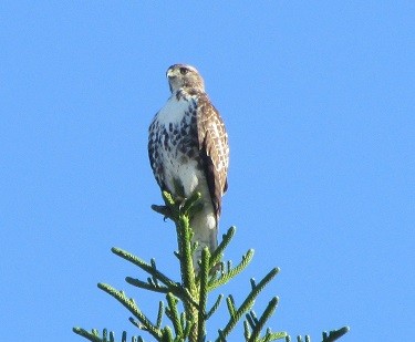 mosaic collection image