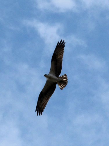 mosaic collection image