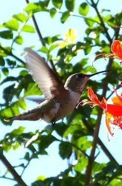 mosaic collection image