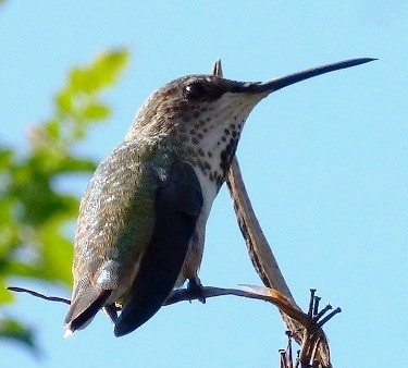 mosaic collection image