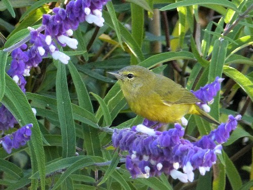 mosaic collection image