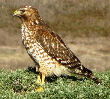 mosaic collection image