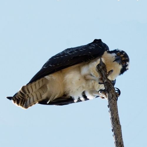 mosaic collection image