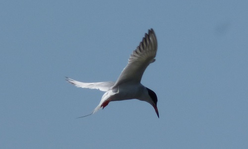 mosaic collection image