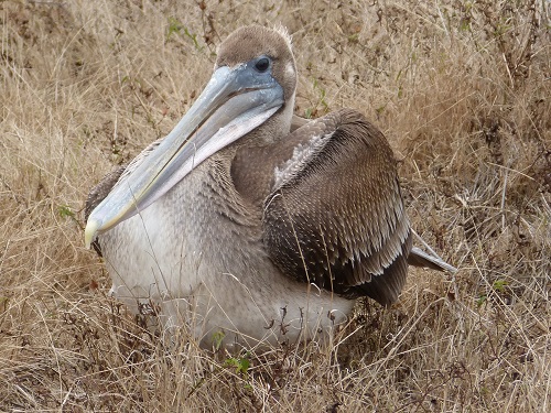 mosaic collection image