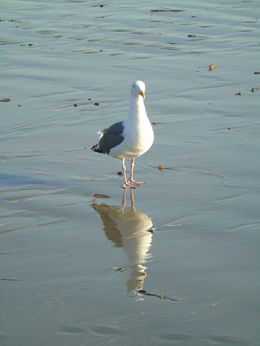 mosaic collection image