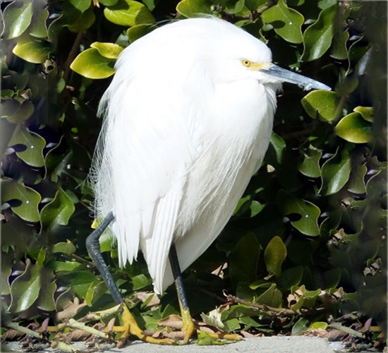 mosaic collection image