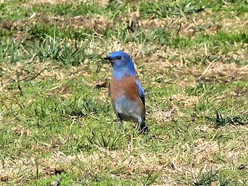 mosaic collection image