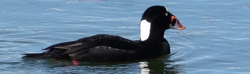 mosaic collection image