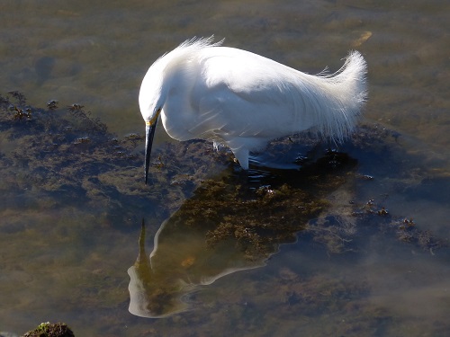 mosaic collection image