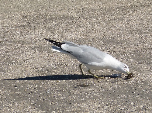 mosaic collection image