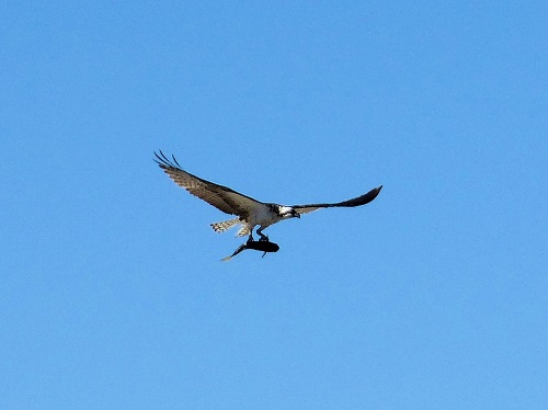 mosaic collection image