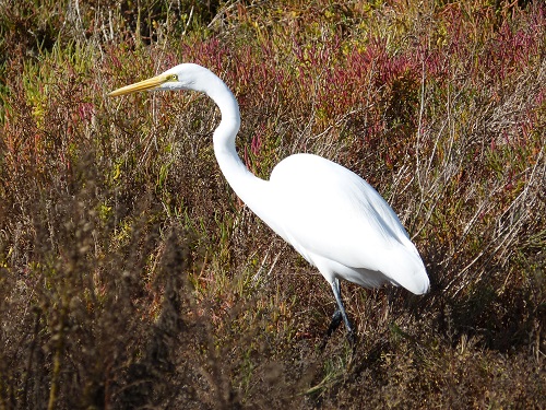 mosaic collection image