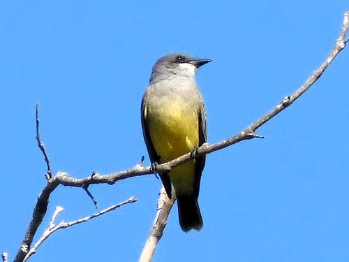 mosaic collection image