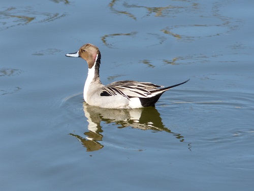 mosaic collection image